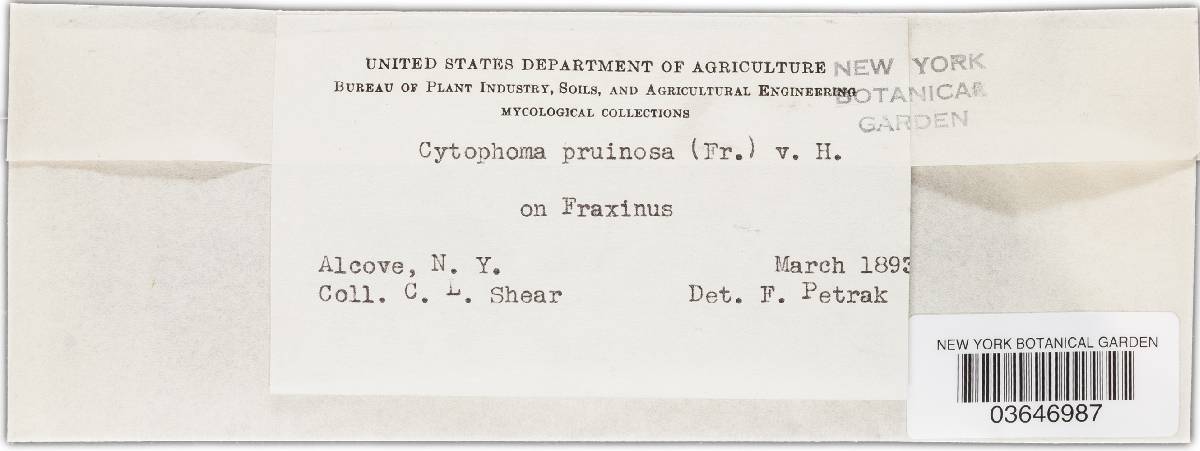 Cytospora pruinosa image