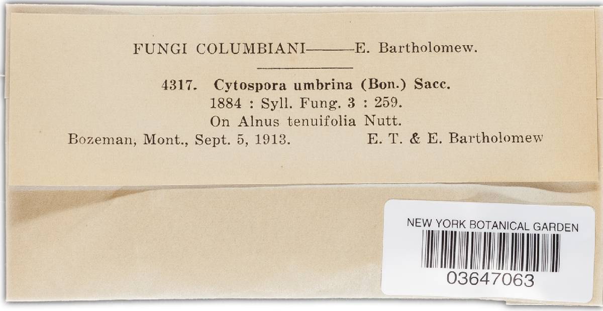 Cytospora umbrina image
