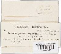 Dendrophoma clypeata image