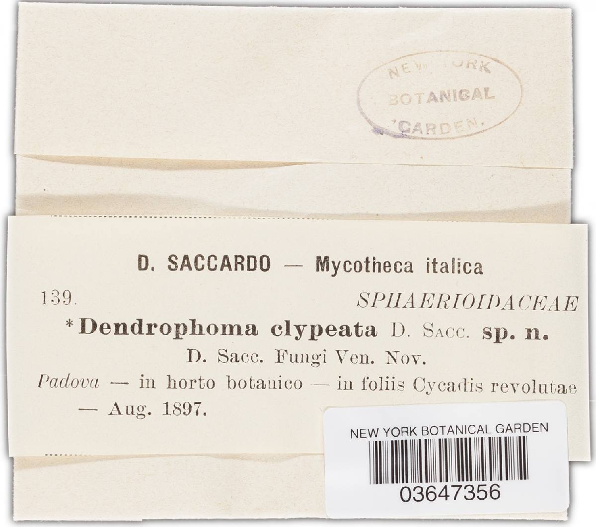 Dendrophoma clypeata image