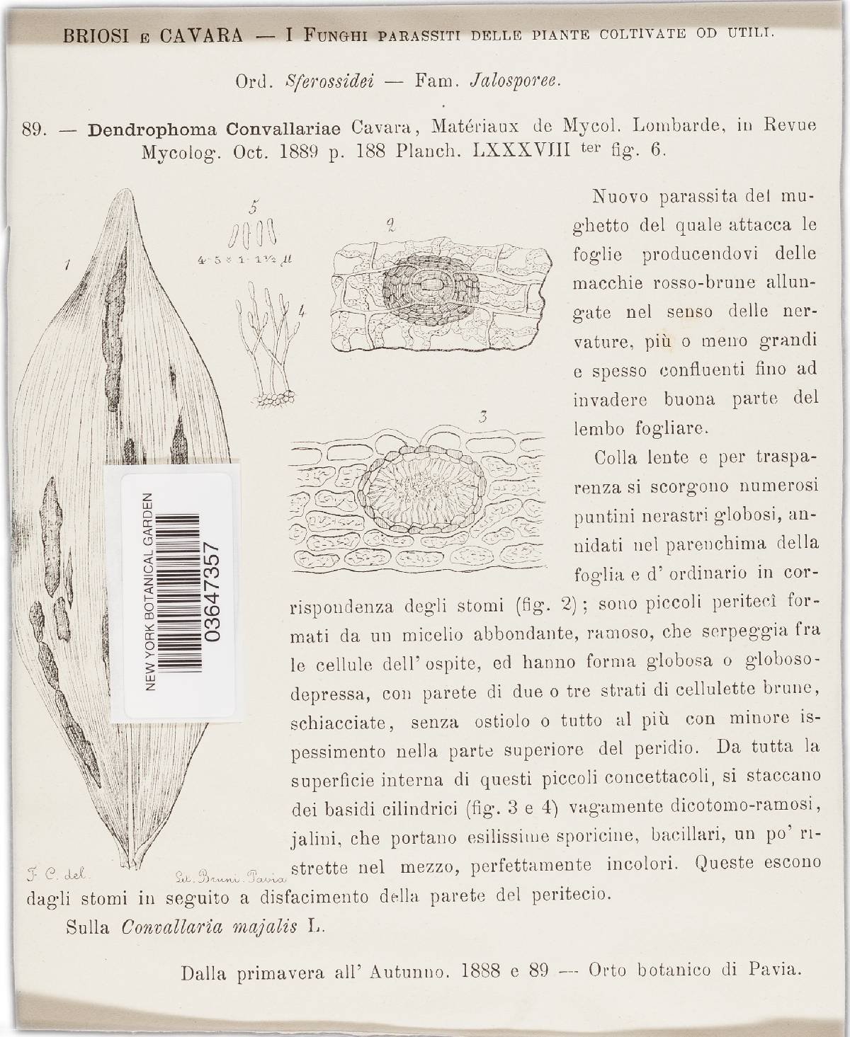 Asteromella convallariae image