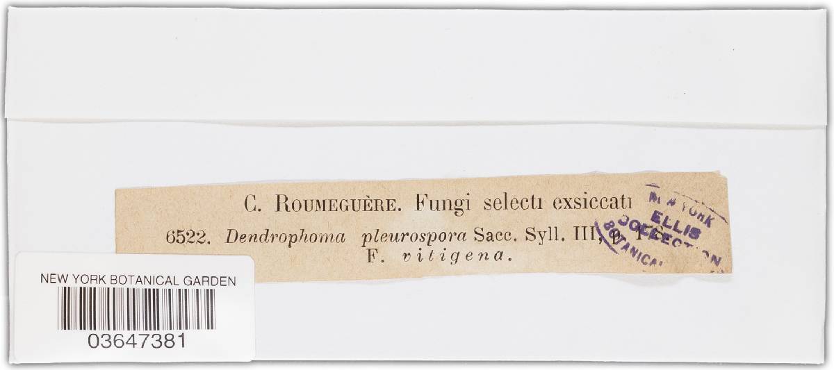 Dinemasporium pleurospora image