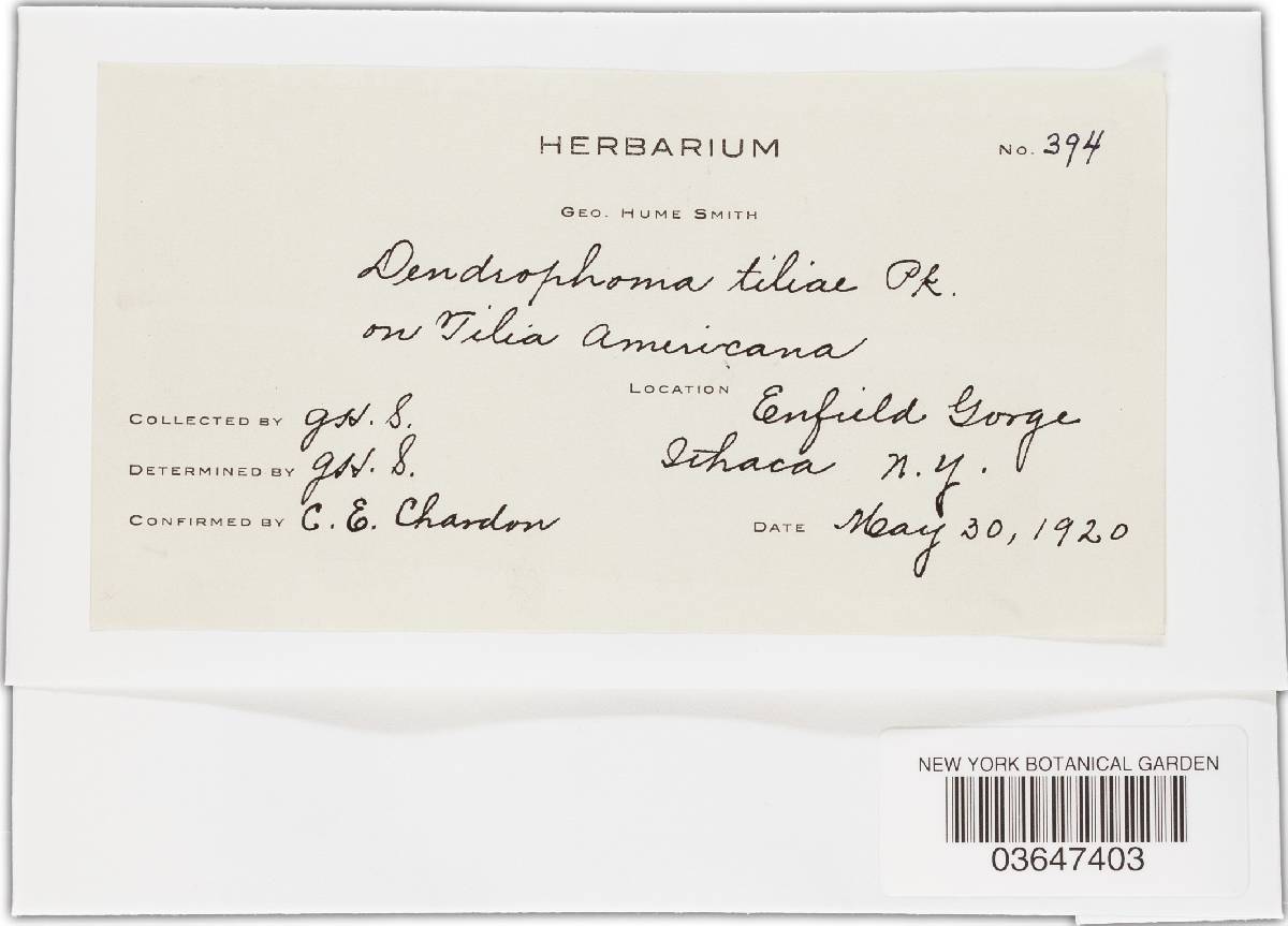 Dendrophoma tiliae image