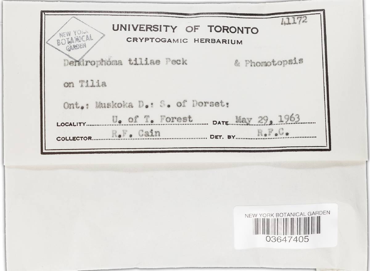 Dendrophoma tiliae image
