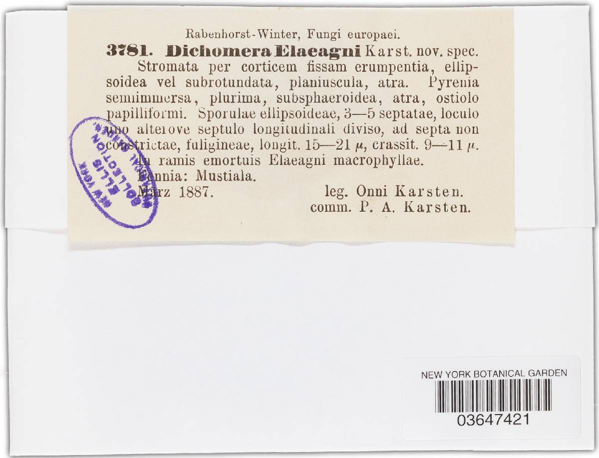 Dichomera elaeagni image