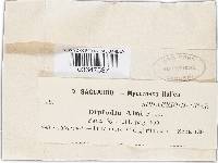 Diplodia alni image