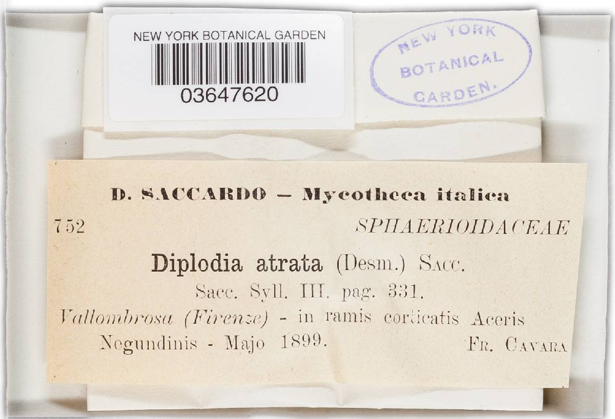 Diplodia atrata image