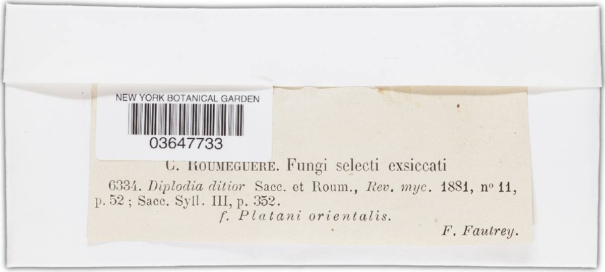 Diplodia ditior image