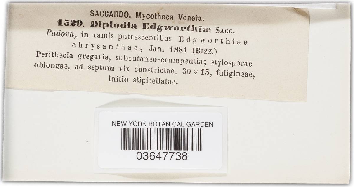 Diplodia edgworthiae image