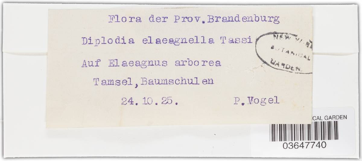 Diplodia elaeagni image