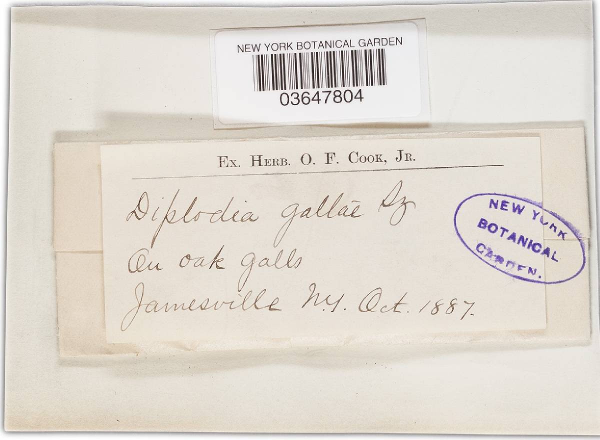Diplodia gallae image