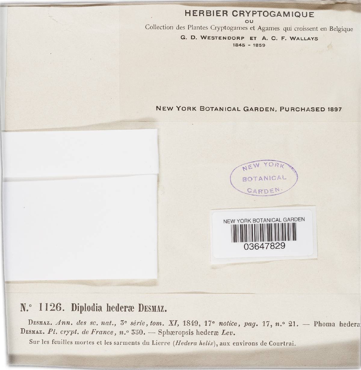 Diplodia hederae image