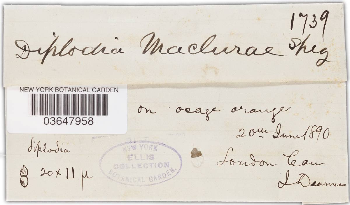 Diplodia maclurae image
