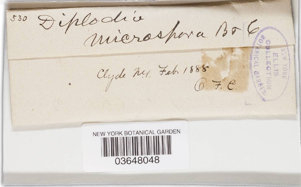 Microdiplodia microspora image