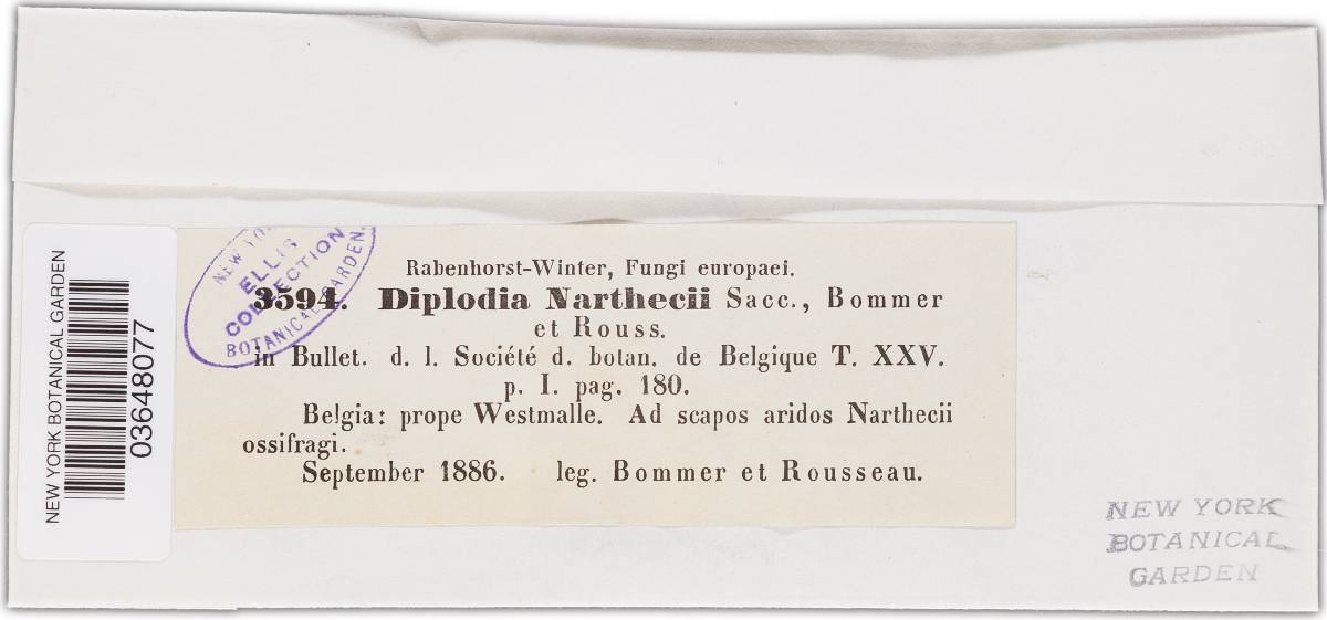 Microdiplodia narthecii image