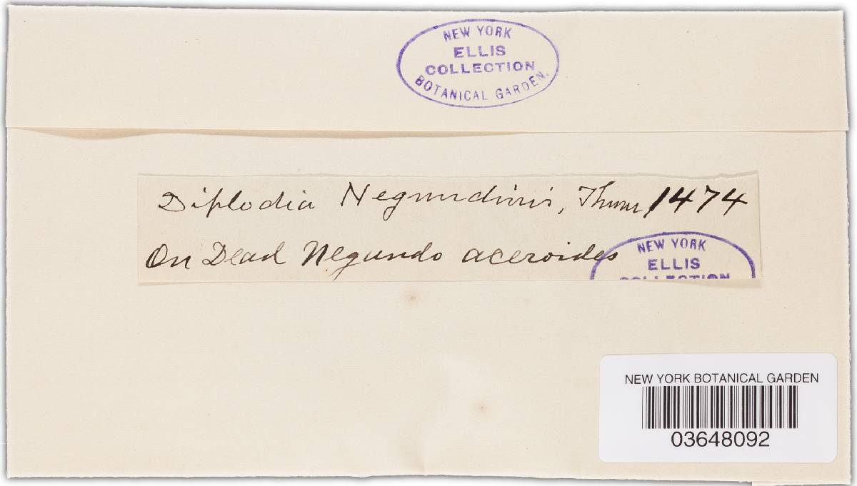 Diplodia negundinis image