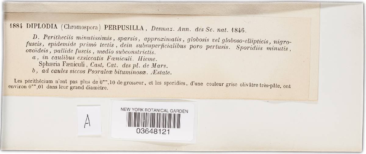 Microdiplodia perpusilla image