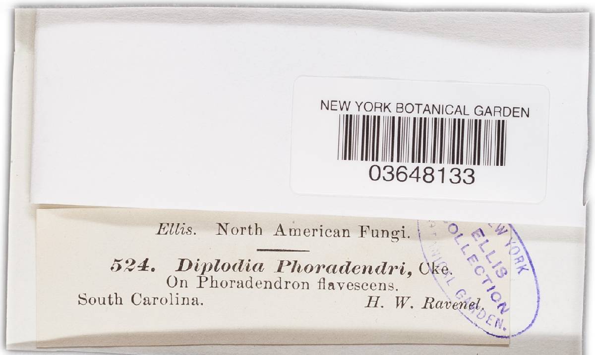 Diplodia phoradendri image
