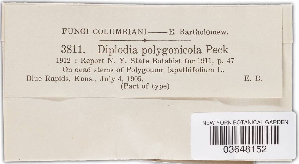 Diplodia polygonicola image