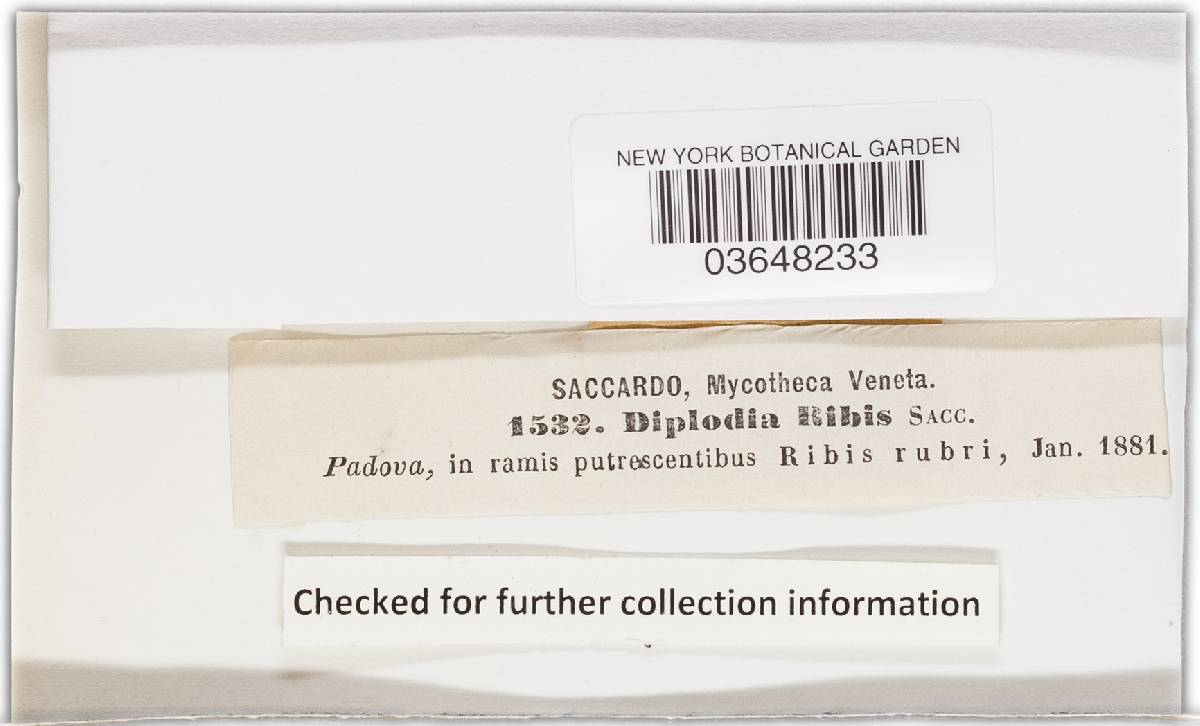 Diplodia rhois image