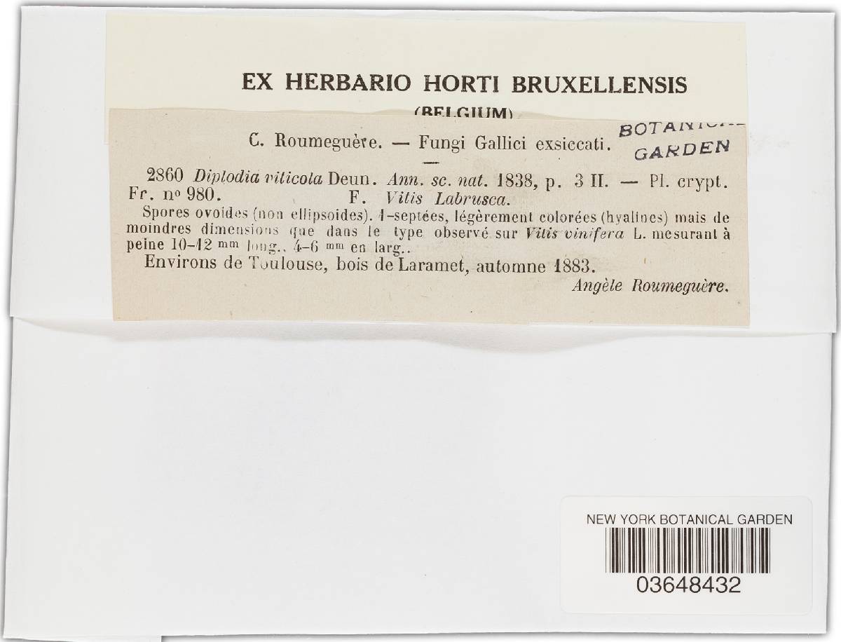 Phomopsis viticola image