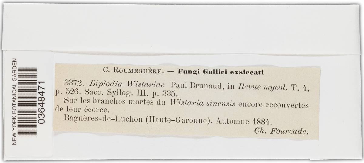 Diplodia wisteriae image