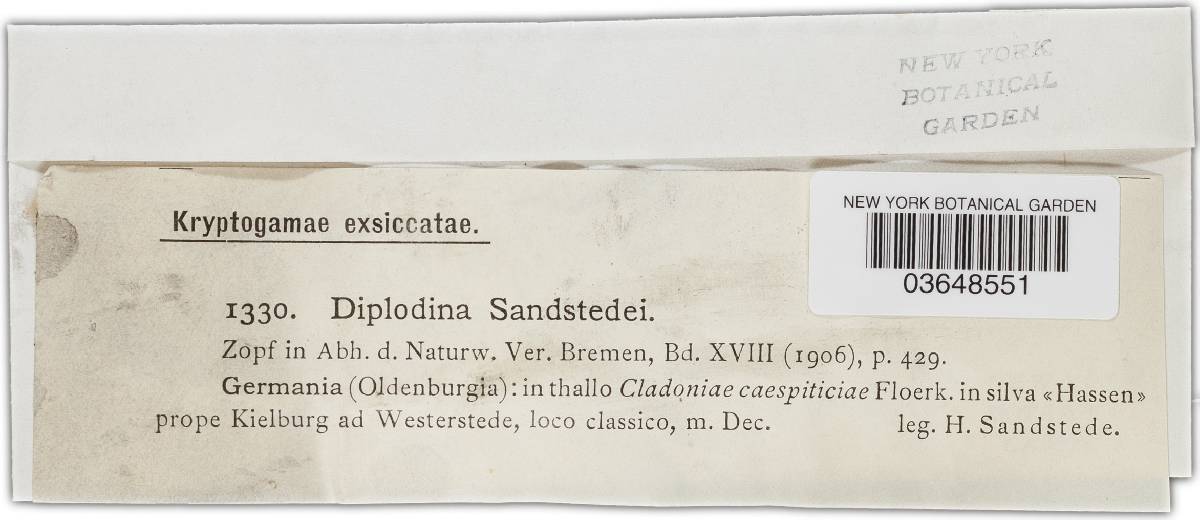 Epicladonia sandstedei image