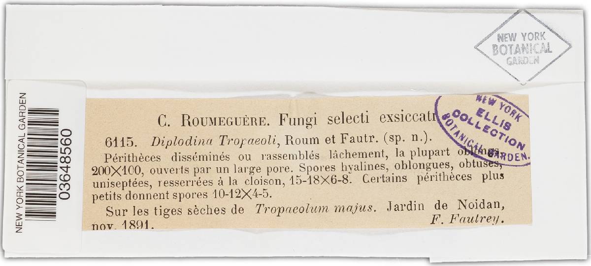 Diplodina tropaeoli image
