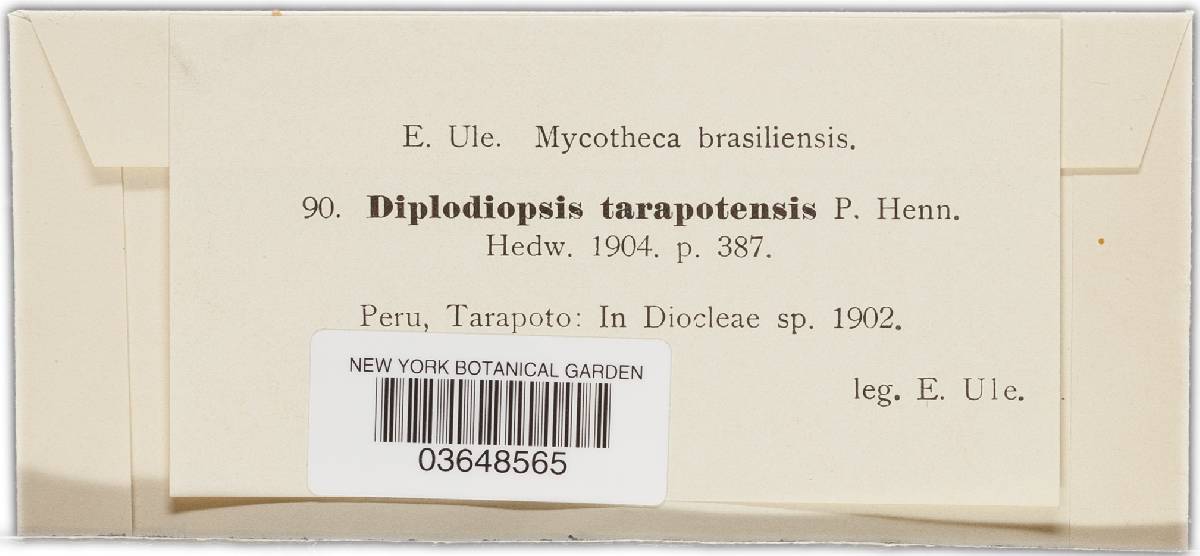 Diplodiopsis tarapotensis image