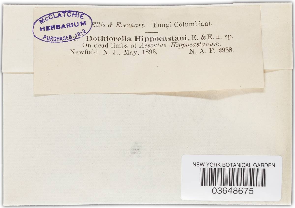 Dothiorella hippocastani image