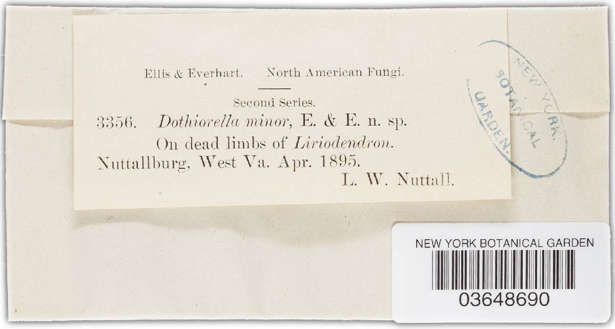 Dothiorella minor image