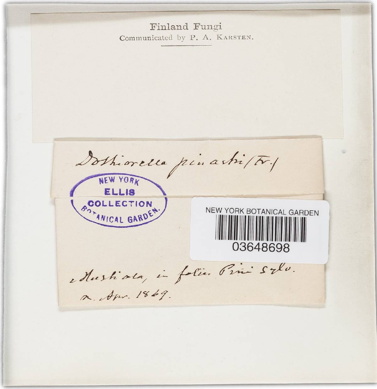 Phacidium image