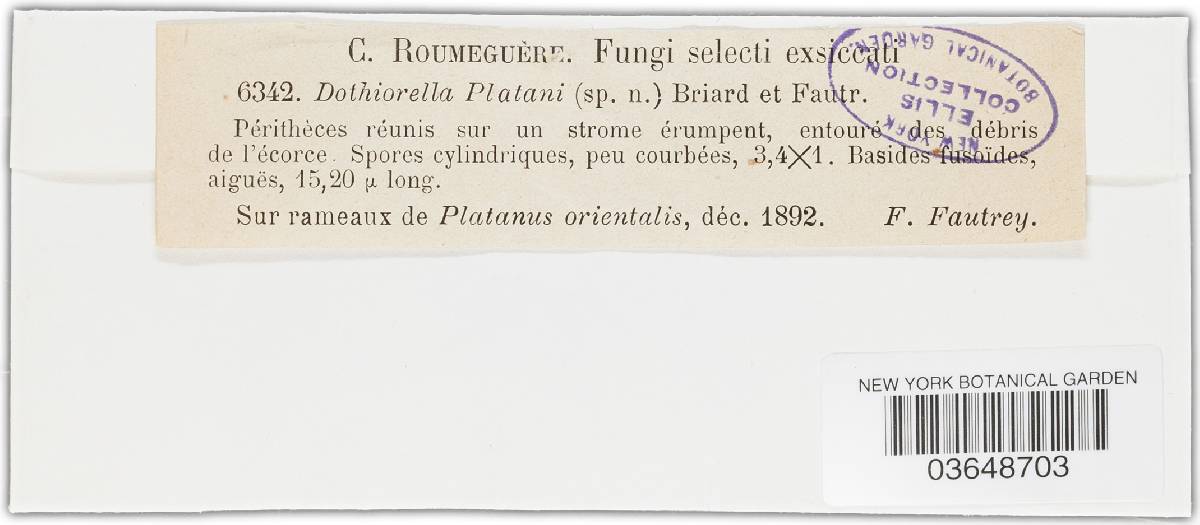 Dothiorella platani image