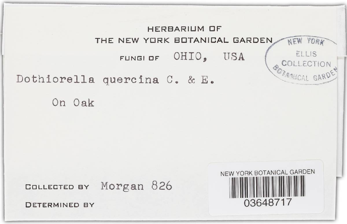 Dothiorella quercina image