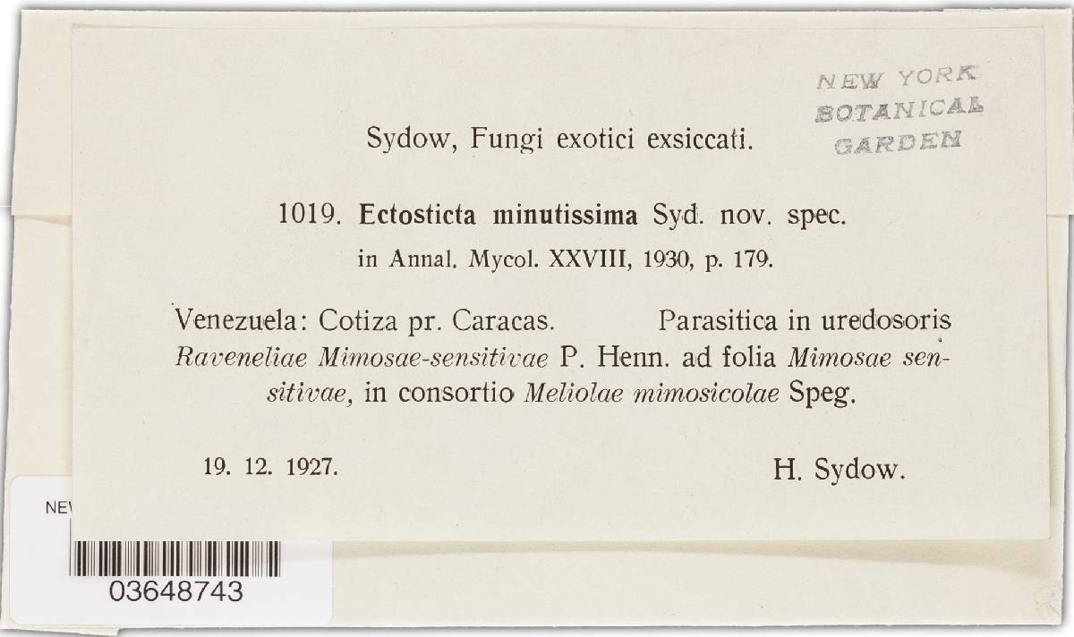 Ectosticta minutissima image