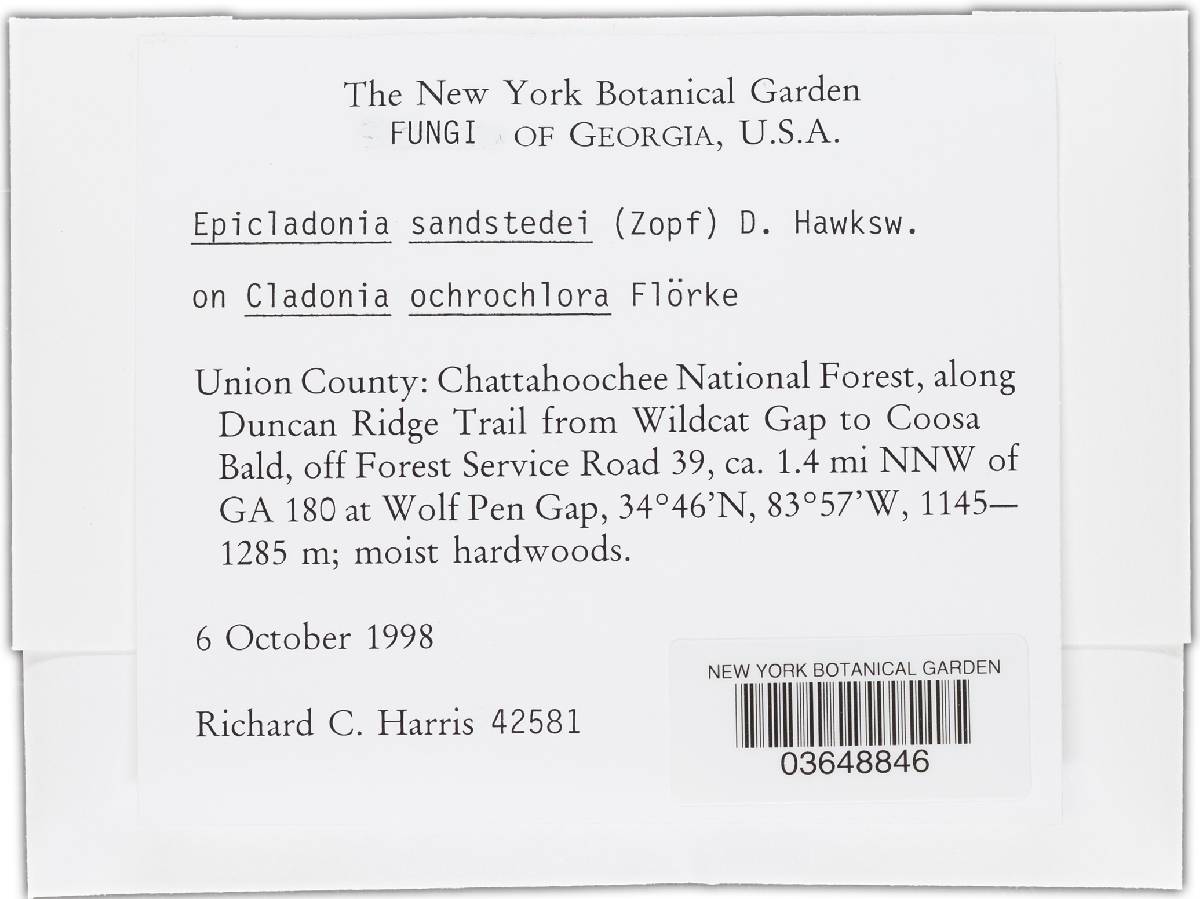 Epicladonia image