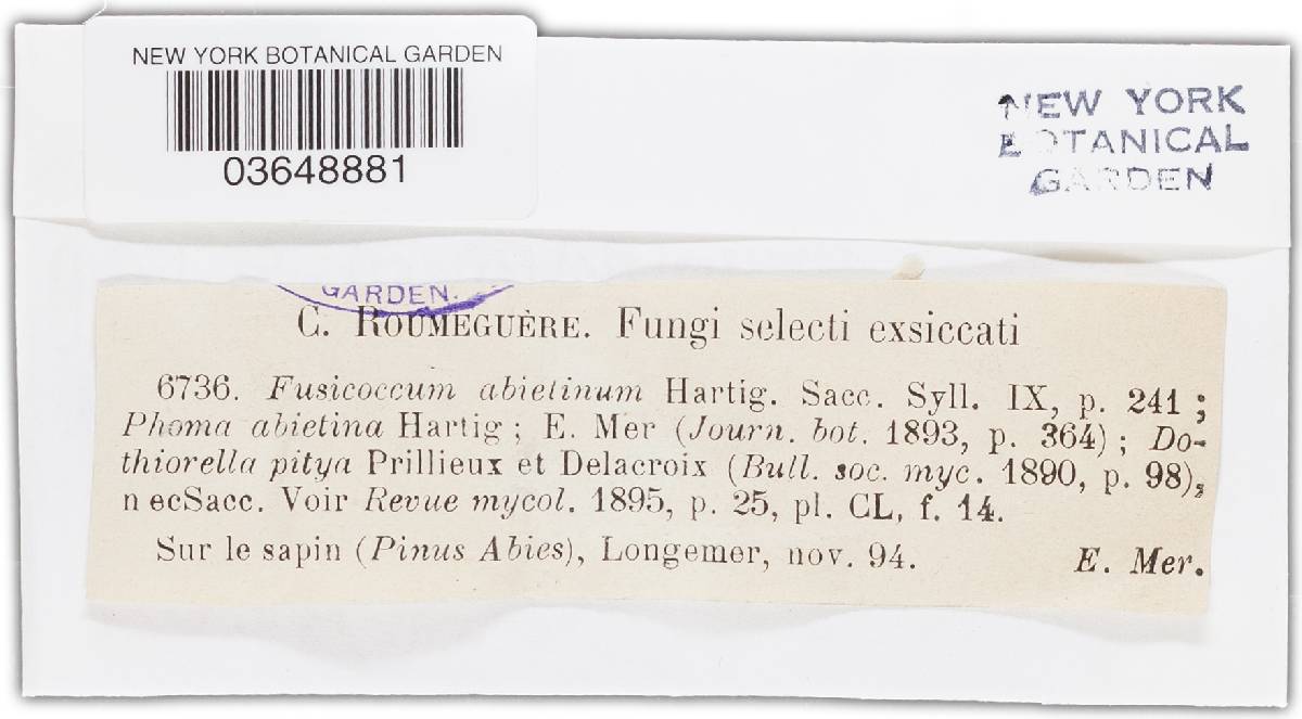Fusicoccum abietinum image
