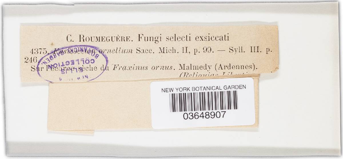 Fusicoccum ornellum image