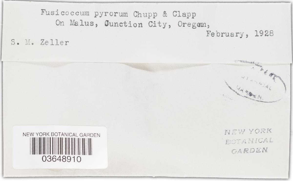Fusicoccum pyrorum image