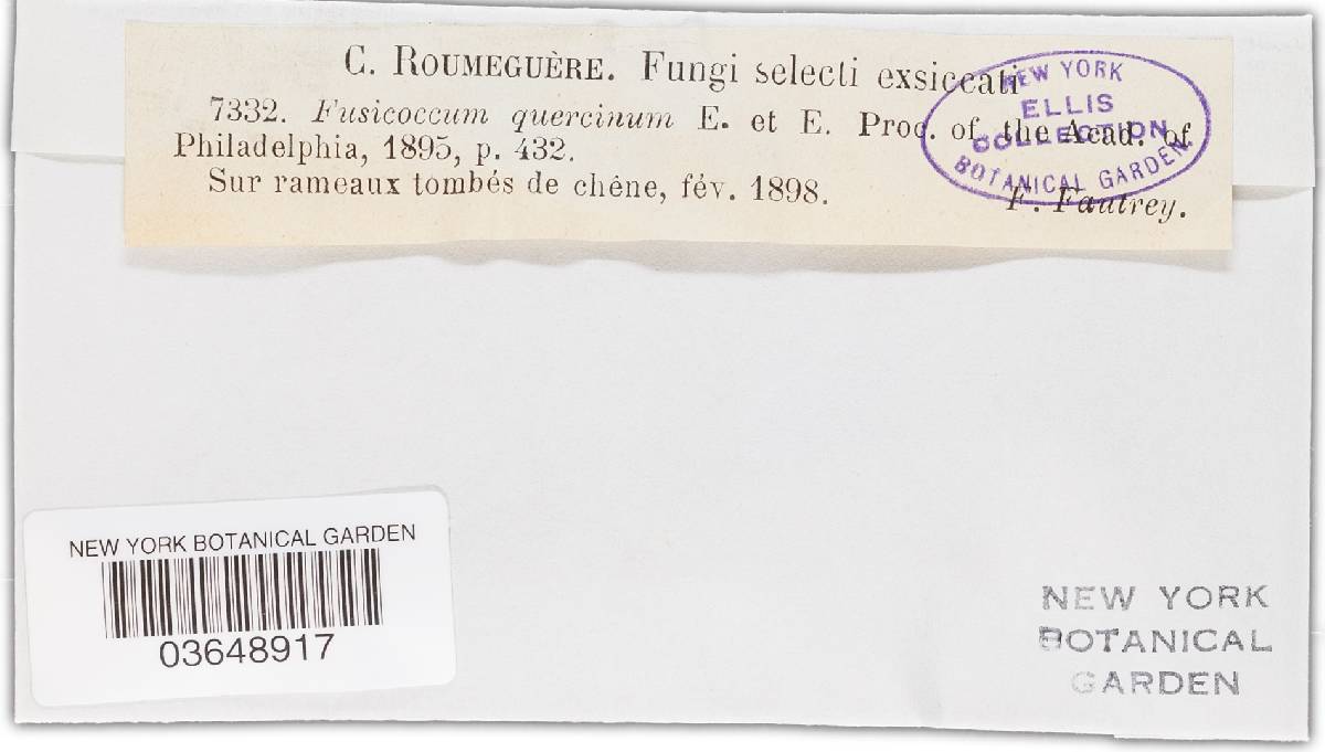 Fusicoccum quercinum image