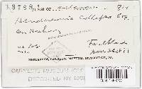 Hendersonia collapsa image