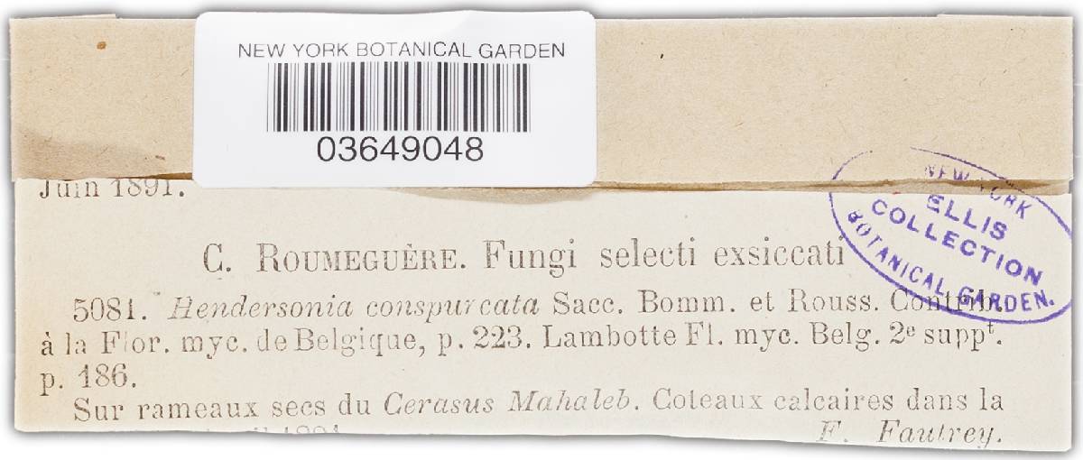 Hendersonia conspurcata image