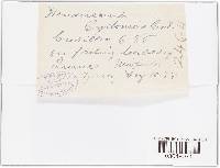 Hendersonia cydoniae image