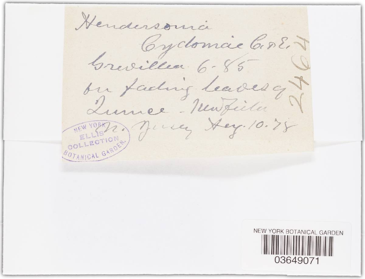 Hendersonia cydoniae image