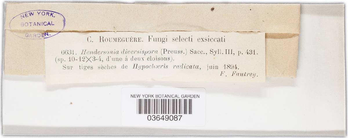 Hendersonia diversispora image