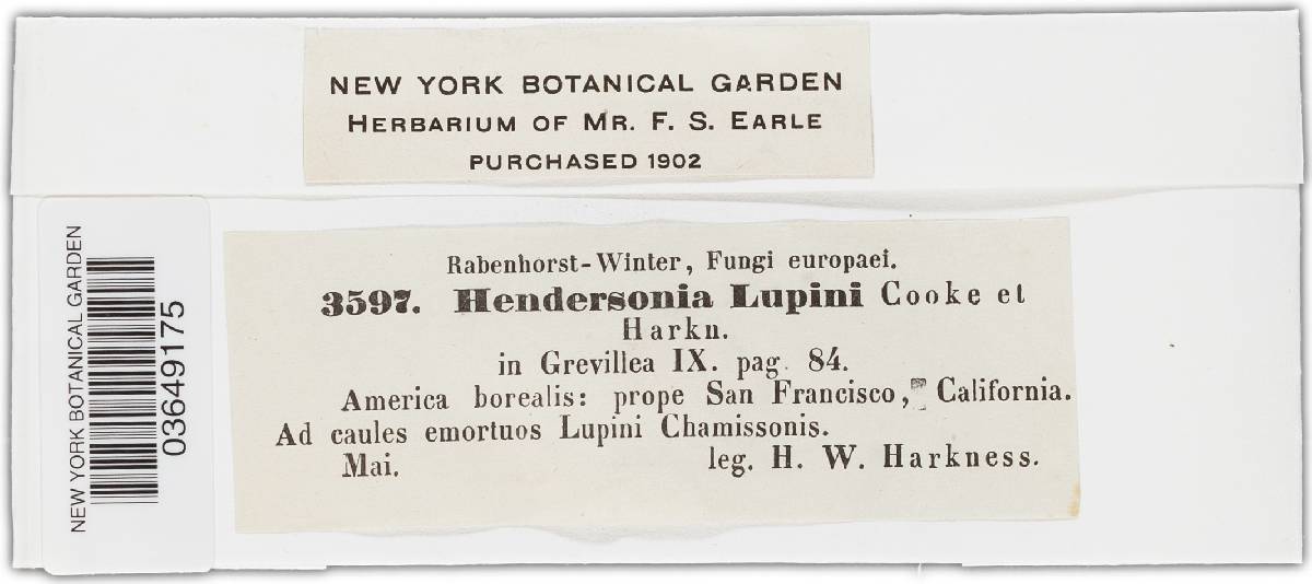 Hendersonia lupini image