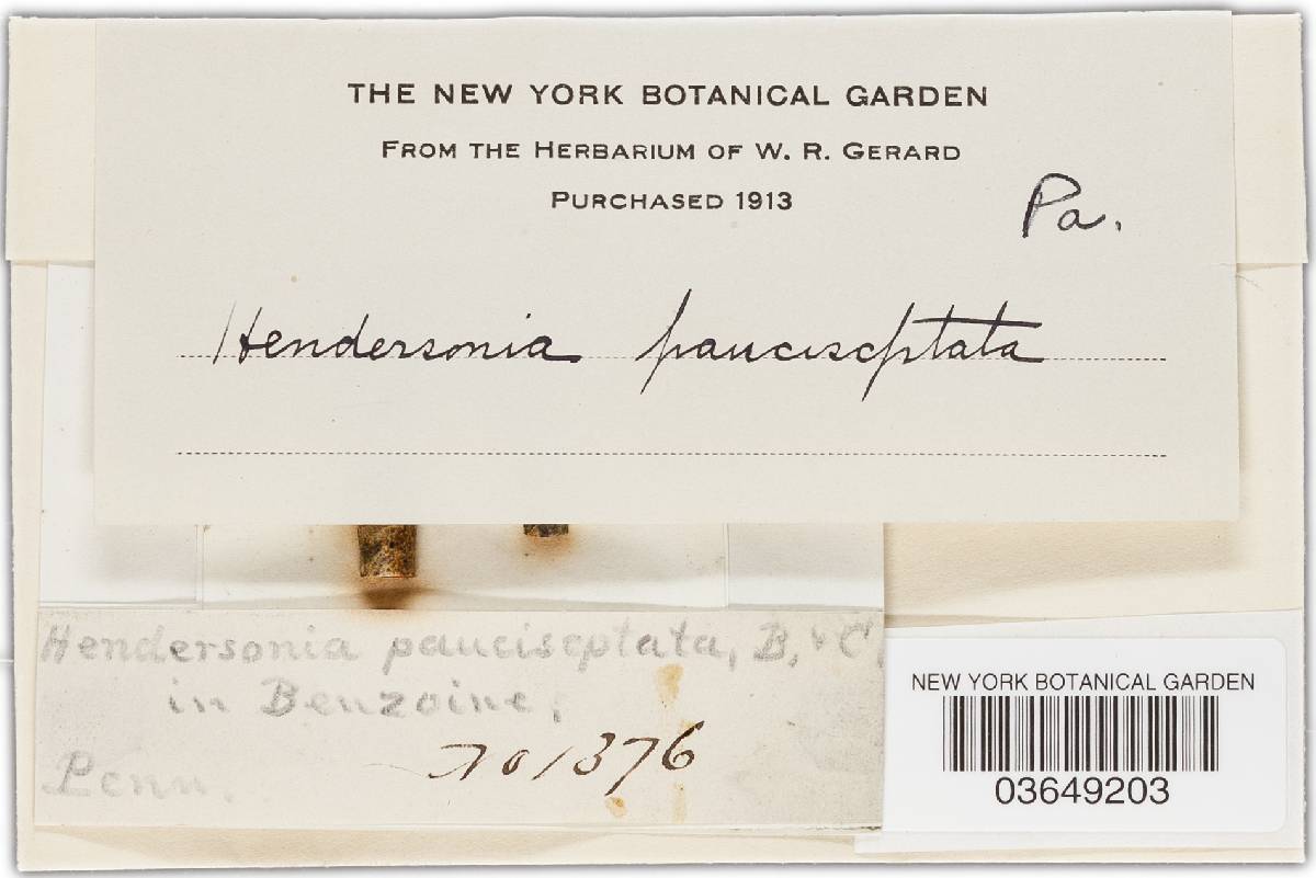 Hendersonia pauciseptata image