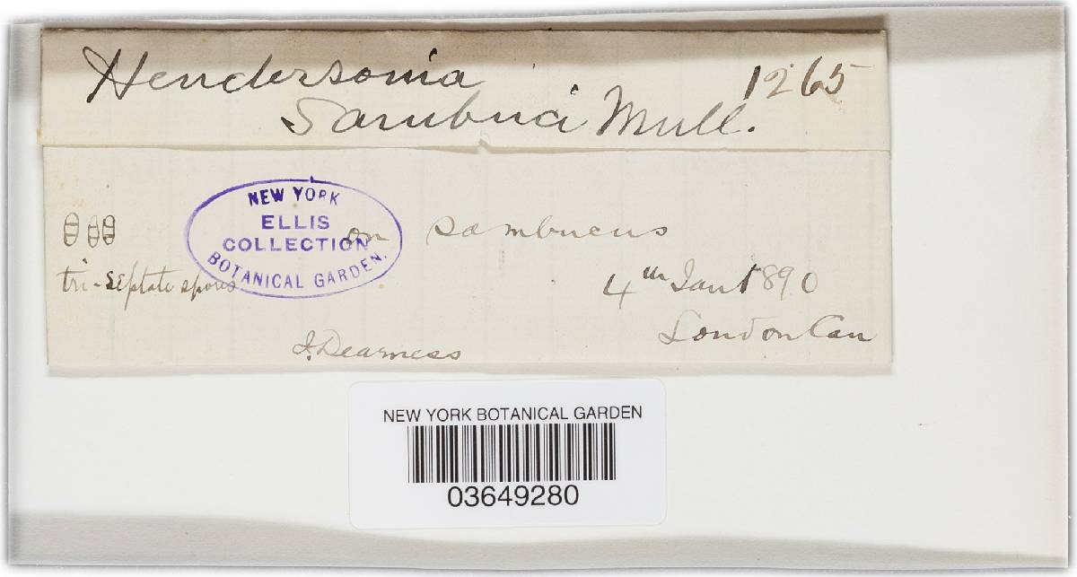 Hendersonia sambuci image
