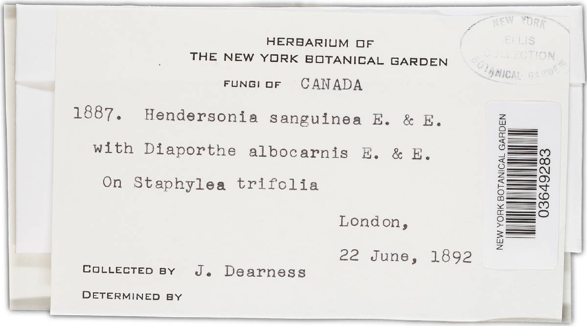 Hendersonia sanguinea image