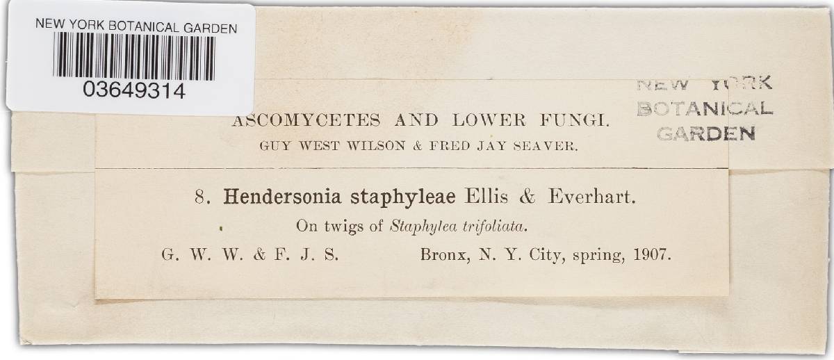 Hendersonia staphyleae image